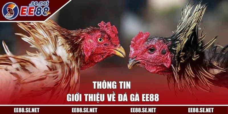 Thông tin giới thiệu về đá gà EE88
